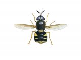 Illustration of Banded General (Stratiomys potamida) (#4070)