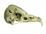 Illustration of Barn Owl skull (Tyto alba) (#1753)