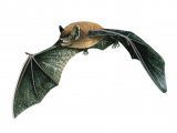 Illustration of Bat (Noctule) Nyctalus lasiopterus (#0250)