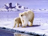 Illustration of Bear - Polar (Ursus maritimus) (#0288)