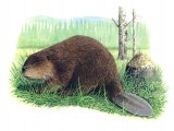 Illustration of Beaver (Castor canadensis) (#1129)