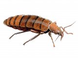 Illustration of Bedbug (Cimex lectularius) (#1151)