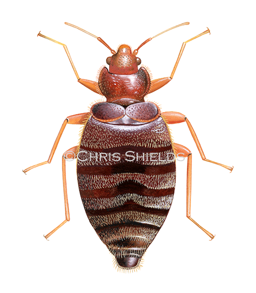 Illustration of Bedbug (Cimex lectularius) (#4623)