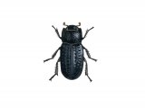 Illustration of Beetle (Trox scaber) (#2961)