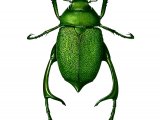 Illustration of Shining Leaf Chafer Beetle (male) (chrysophora chrysochlora) (#2146)