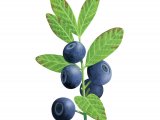 Illustration of Bilberry (Vaccinium myrtillus) (#3446)