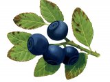 Illustration of Bilberry (Vaccinium myrtillus) (#2784)