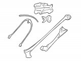 Illustration of Bird Bones from owl pellet (#3778)