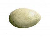 Illustration of Great Crested Grebe egg (Podiceps crestatus) (#0724)
