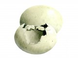 Illustration of Mallard predated egg (Anus platyrhynchos) (#0723)