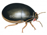 Illustration of Black bean bug (Brachyplatys subaeneus) (#4683)