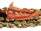 Illustration of Black-faced Blenny (Tripterygion tripterygion) (#0780)