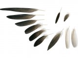 Illustration of Black-winged Stilt feathers (Himantopus himantopus) (#3728)