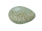 Illustration of Blackbird egg (Turdus merula) (#3282)