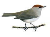 Illustration of Blackcap female (Sylvia atricapilla) (#1188)