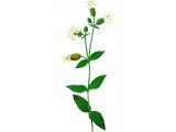 Illustration of Bladder Campion (Silene vulgaris) (#0624)