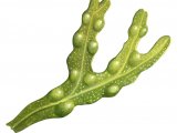 Illustration of Bladder Wrack (Fucus vesiculosis) (#1582)