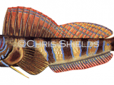 Illustration of Blenny (Aidablennius sphinx) (#2735)
