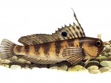 Illustration of Blenny (Butterfly) Blennius ocellaris (#0661)