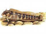 Illustration of Blenny (Montagu's) Coryphoblennius galerita (#0777)
