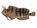 Illustration of Blenny (Tompot) Parablennius gattorugins (#2733)