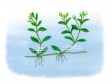 Illustration of Blinks (Montia fontana) (#0986)