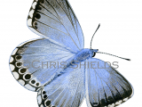 Illustration of Chalk-hill Blue (Lysandra coridon) (#3006)