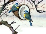 Illustration of Blue Tit on coconut (Cyanistes caeruleus) (#0144)