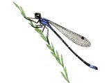 Illustration of Damselfly (Blue-tailed) Ischnura elegans (#1419)