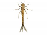 Illustration of Blue-tailed Damselfly Larvae (Ischnura elegans) (#3143)