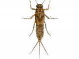 Illustration of Blue-winged Olive Nymph (Serratella ignita) (#2826)