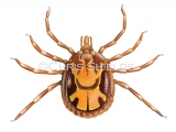 Illustration of Bont Tick (Amblyomma hebraeum) male (#4686)