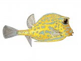 Illustration of Box Fish (Ostracion cubicus) (#1011)