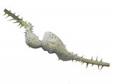 Illustration of Bramble Gall (Diastrophus rubi) (#2876)