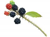 Illustration of Bramble (Rubus fruticosus) (#2079)