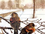 Illustration of Brambling (Fringilla montifringilla) (#0143)