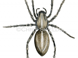 Illustration of Brazilian Wandering Spider (Phoneutria spp.) (#1482)