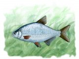 Illustration of Bream (silver) Blicca bjoerkna (#0130)