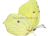 Illustration of Brimstone Butterfly (Gonepteryx rhamni) (#1364)