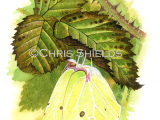 Illustration of Brimstone Butterfly female (Gonepteryx rhamni) (#2709)