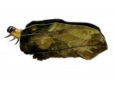 Illustration of Brown China-mark Moth Caterpillar (Elophila nymphaeata) (#0346)