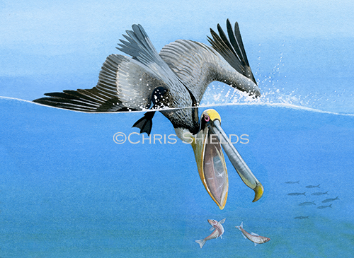 Illustration of Brown Pelican (Pelecanus occidentalis) (#3769)