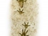 Illustration of Rat (Brown) Footprints (Rattus norvegicus) (#4144)