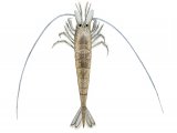 Illustration of Brown Shrimp (Crangon crangon) (#2356)