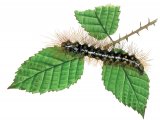 Illustration of Browntail Moth Caterpillar (Euproctis chrysorrhoea) (#2515)