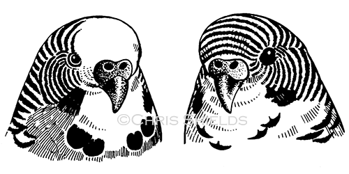 Illustration of Budgerigar (Melopsittacus undulatus) (#0055)