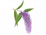 Illustration of Butterfly Bush (Buddleia davidii) (#0945)