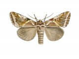 Illustration of Buff Arches (Habrosyne pyritoides) (#1426)