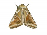 Illustration of Buff Arches (Habrosyne pyritoides) (#2800)