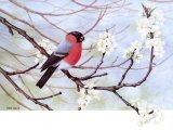 Illustration of Bullfinch male (Pyrrhula pyrrhula) (#0036)